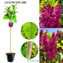 Lilak Znamię Lenina intensywny zapach NA PNIU 50-90 cm