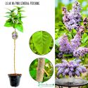 Lilak Generał Pershing purpurowe kwiaty NA PNIU 50-90 cm