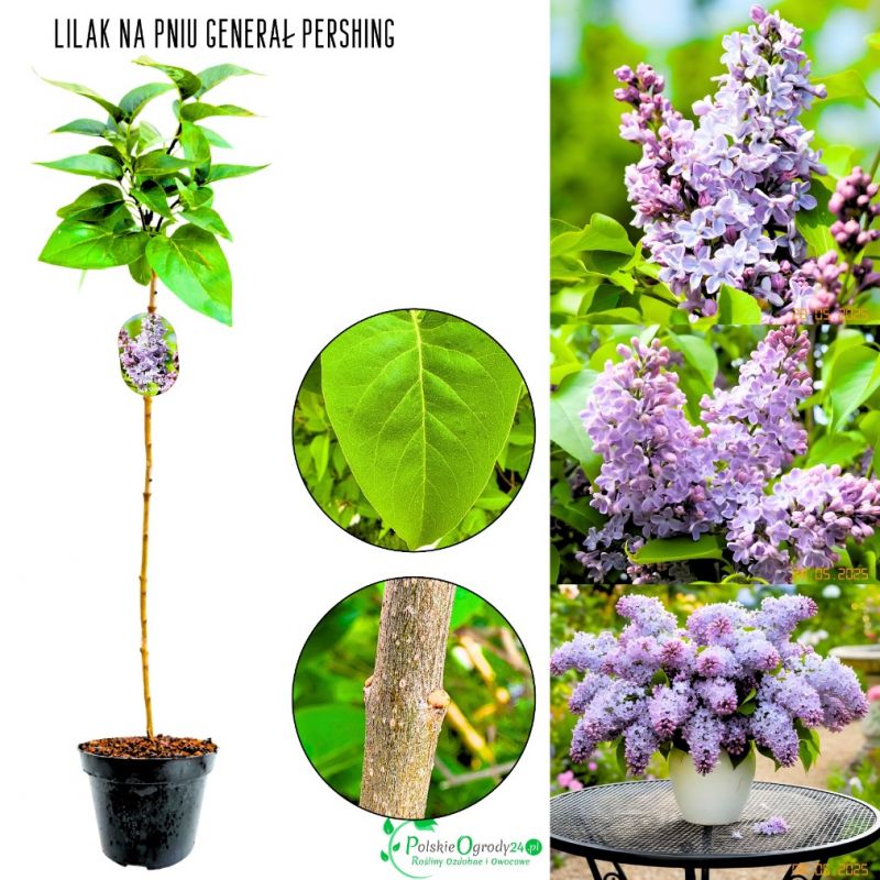 Lilak Generał Pershing purpurowe kwiaty NA PNIU 50-90 cm