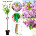 Lilak Perfume pachnące drzewko NA PNIU 80-140 cm