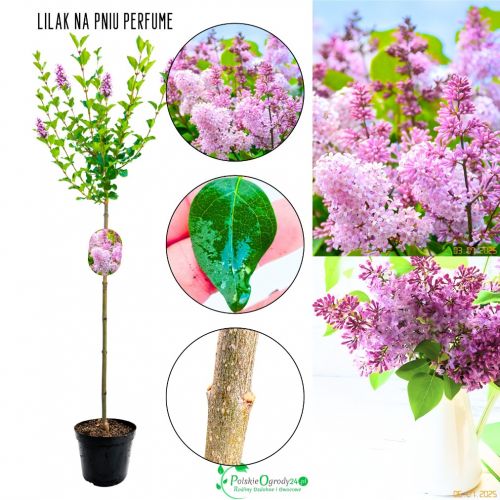 Lilak Perfume pachnące drzewko NA PNIU 80-140 cm