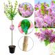 Lilak Perfume pachnące drzewko NA PNIU 80-140 cm