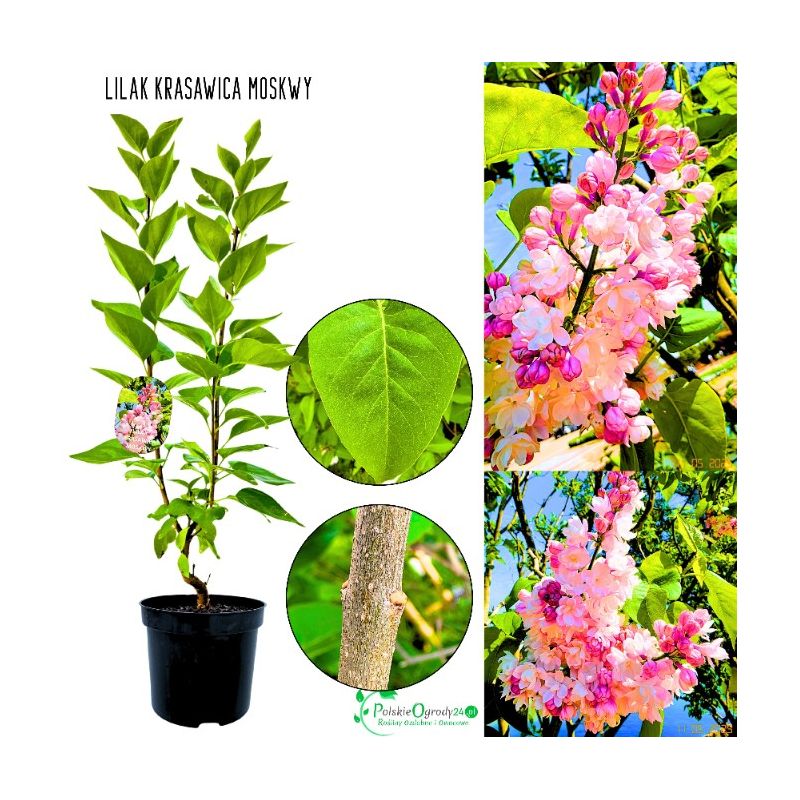 Lilak Krasawica Moskwy mocny zapach KRZEW 40-80 cm