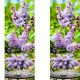 Lilak Generał Pershing purpurowe kwiaty NA PNIU 50-90 cm