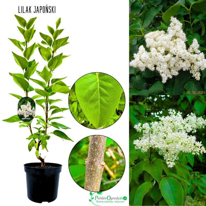 Lilak Japoński kremowobiałe kwiaty KRZEW 40-80 cm