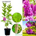Lilak Ludwig Spath kwitnący lilak KRZEW 40-80 cm