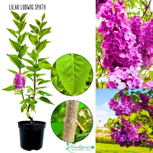 Lilak Ludwig Spath kwitnący lilak KRZEW 40-80 cm