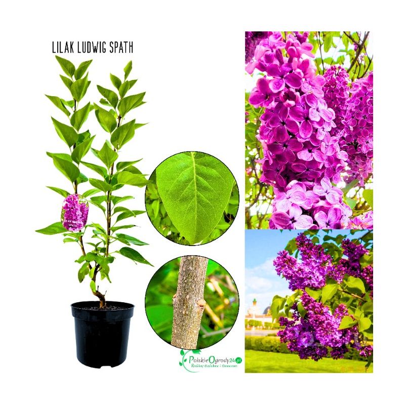 Lilak Ludwig Spath kwitnący lilak KRZEW 40-80 cm