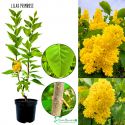 Lilak Primrose piękny wiosenny aromat KRZEW 40-80 cm