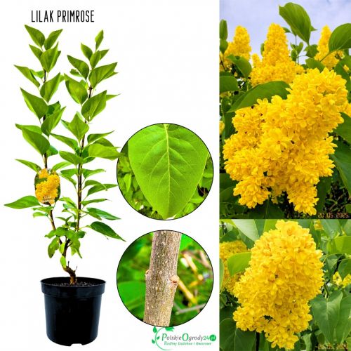 Lilak Primrose piękny wiosenny aromat KRZEW 40-80 cm