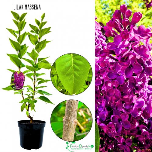 Lilak Massena mocny zapach mrozoodporny KRZEW 40-80 cm