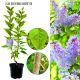 Lilak Katherine Havemeyer pewna dostawa KRZEW 40-80 cm