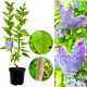 Lilak Katherine Havemeyer pewna dostawa KRZEW 40-80 cm