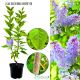 Lilak Katherine Havemeyer pewna dostawa KRZEW 40-80 cm
