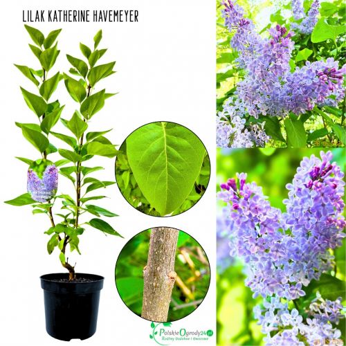 Lilak Katherine Havemeyer pewna dostawa KRZEW 40-80 cm