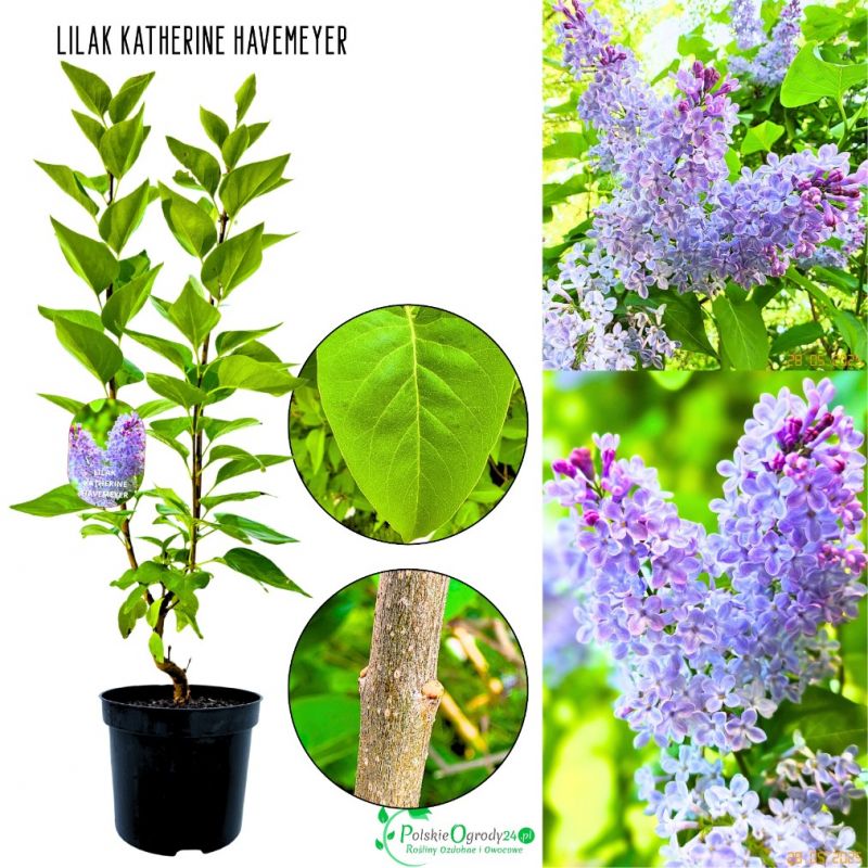 Lilak Katherine Havemeyer pewna dostawa KRZEW 40-80 cm