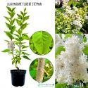 Lilak Madame Florent Stepman dekoracyjny KRZEW 40-80 cm