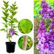 Lilak Prince Wolkonsky purpurowy kolor KRZEW 40-80 cm