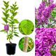 Lilak Sensation niepowtarzalna odmiana KRZEW 40-80 cm