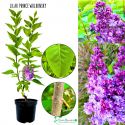 Lilak Prince Wolkonsky purpurowy kolor KRZEW 40-80 cm