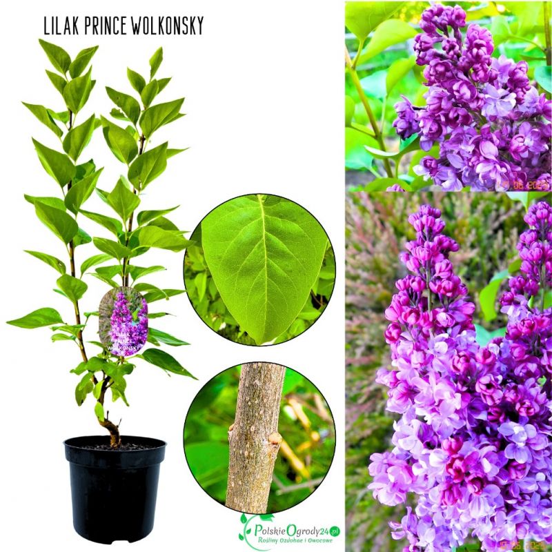 Lilak Prince Wolkonsky purpurowy kolor KRZEW 40-80 cm