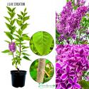 Lilak Sensation niepowtarzalna odmiana KRZEW 40-80 cm