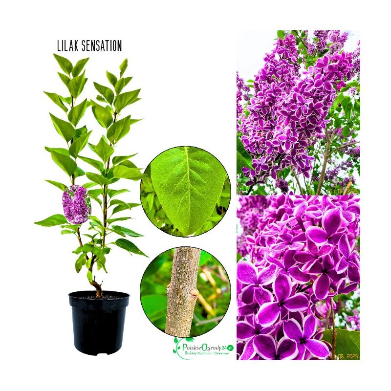 Lilak Sensation niepowtarzalna odmiana KRZEW 40-80 cm