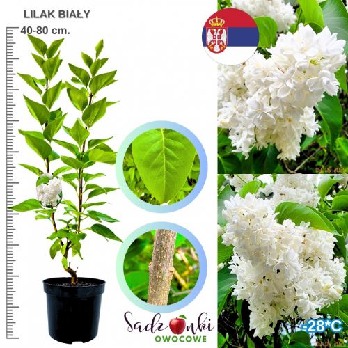 Lilak Biały bez z białymi kwiatami KRZEW 40-80 cm