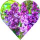 Lilak Prince Wolkonsky purpurowy kolor KRZEW 40-80 cm