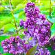 Lilak Prince Wolkonsky purpurowy kolor KRZEW 40-80 cm