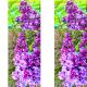 Lilak Prince Wolkonsky purpurowy kolor KRZEW 40-80 cm