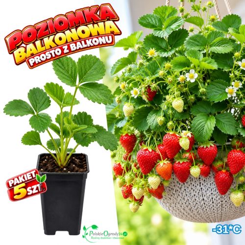 Poziomka Balkonowa do skrzynek i donic - pakiet 5 szt