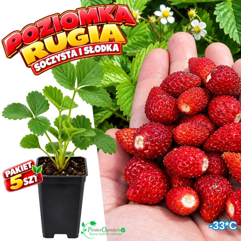 Poziomka Rugia pachnące deserowe owoce - pakiet 5 szt