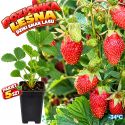 Poziomka Leśna tradycyjna plenna odmiana - pakiet 5 szt