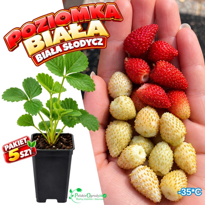 Poziomka Biała o aromacie ananasa - pakiet 5 szt