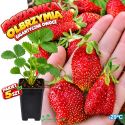 Poziomka Olbrzymia duże słodkie owoce - pakiet 5 szt