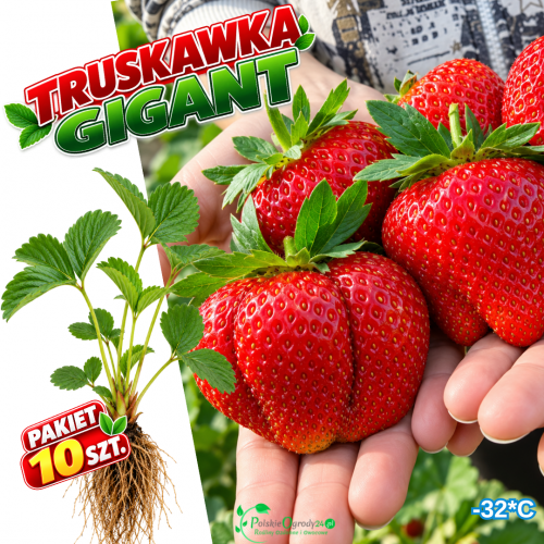 Truskawka Gigant słodkie duże owoce - pakiet 10 szt
