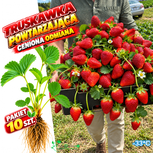 Truskawka Powtarzająca plenna sadzonka - pakiet 10 szt