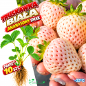Truskawka Biała o aromacie ananasa - pakiet 10 szt