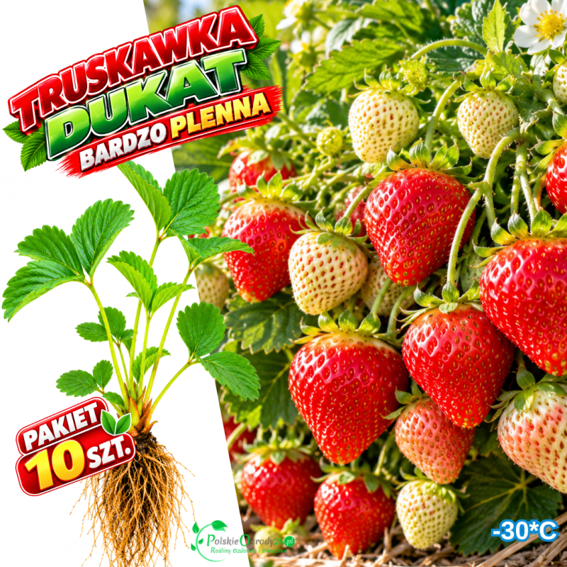 Truskawka Dukat na dżemy i mrożonki - pakiet 10 szt