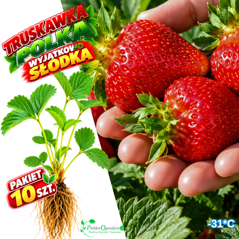 Truskawka Polka intensywnie czerwona - pakiet 10 szt