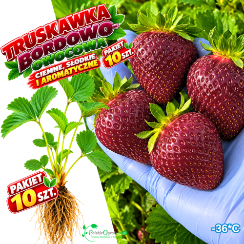 Truskawka Bordowoowocowa ciemne owoce - pakiet 10 szt