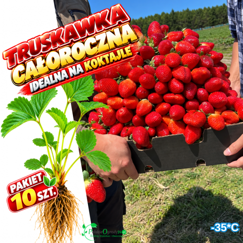 Truskawka Całoroczna owocuje do przymrozków - pakiet 10 szt