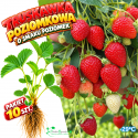 Truskawka Poziomkowa leśny aromat - pakiet 10 szt