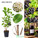 Aronia Czarna na dżemy i konfitury KRZEW 30-60 cm