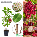 Aronia Czerwona obfite zbiory KRZEW 30-60 cm
