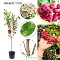 Aronia Czerwona mrozoodporna NA PNIU 100-150 cm