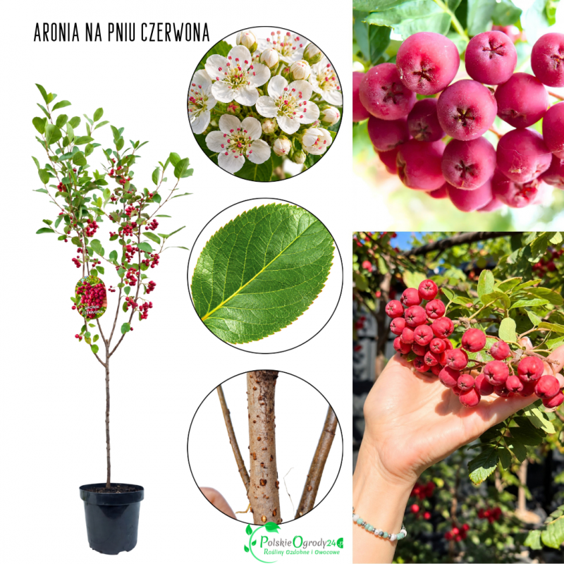 Aronia Czerwona mrozoodporna NA PNIU 100-150 cm