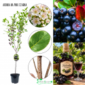 Aronia Czarna bogata w witaminy NA PNIU 100-150 cm