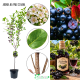 Aronia Czarna bogata w witaminy NA PNIU 100-150 cm
